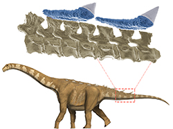 Reconstrucción del aspecto en vida de un titanosaurio acorazado de Lo Hueco en el que se muestra una reconstrucción 3D de su esqueleto y la disposición de los elementos de la armadura dérmica. (Francisco Gascó y G.B.E.-UNED)