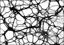 Neuronas