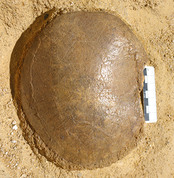 Uno de los caparazones completos de la tortuga Algorachelus hallados durante la excavación