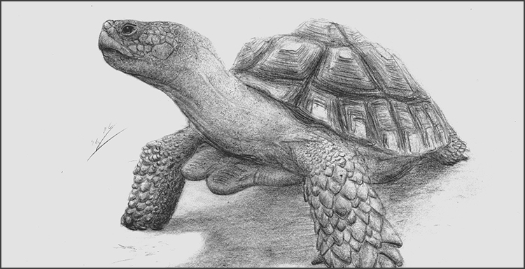 Ilustración de la actual tortuga africana