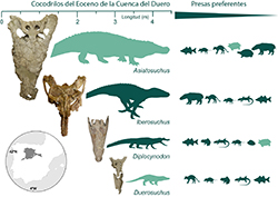 Foto de la noticia Cocodrilos y tortugas de hace 45 millones de años en Zamora, Salamanca y Soria 